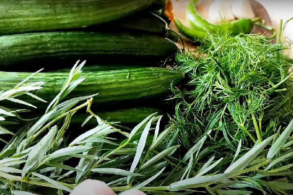 تصویر 3 از قیمت خرید خیارشور تخمیری سحر + فروش ویژه